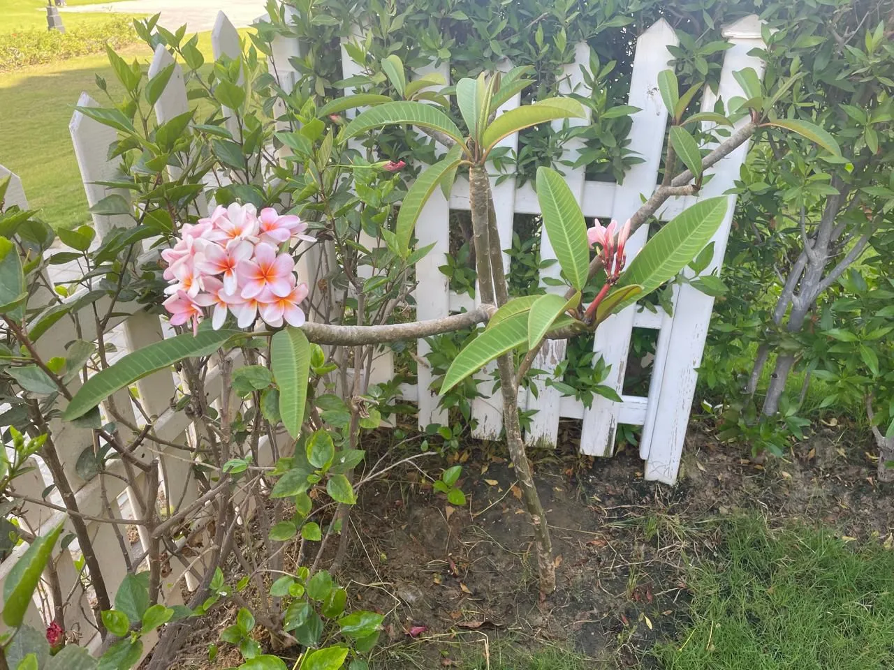  for sale in Stella Heights in  of 0 m² with 0 bedrooms